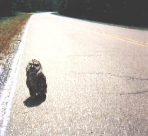 JPEG image