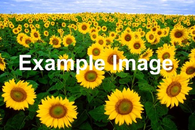 File:Example.jpg